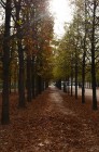 Autumn in Paris