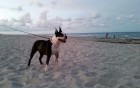 Beach Doggie